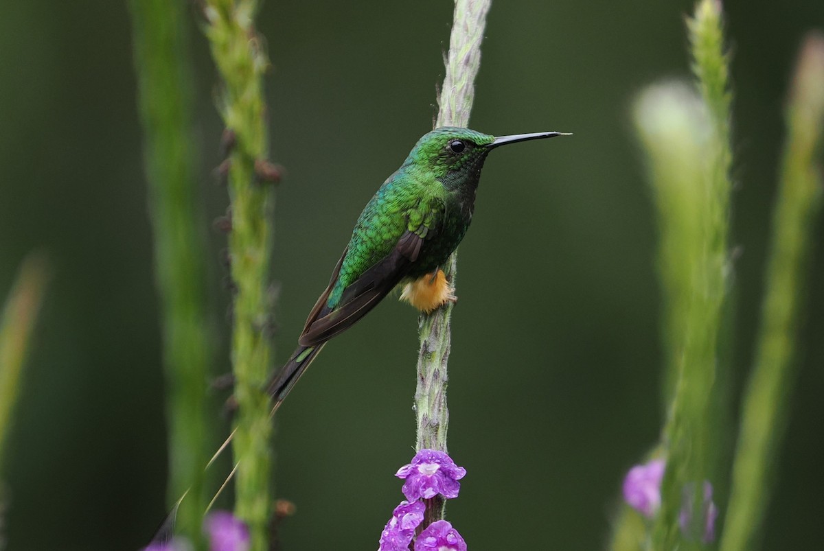 Peruvian Racket-tail - ML646428500