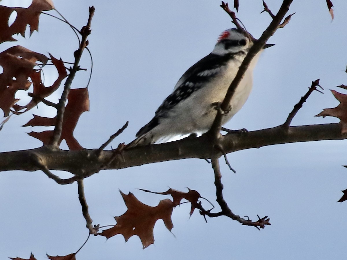 Downy Woodpecker - ML646428501