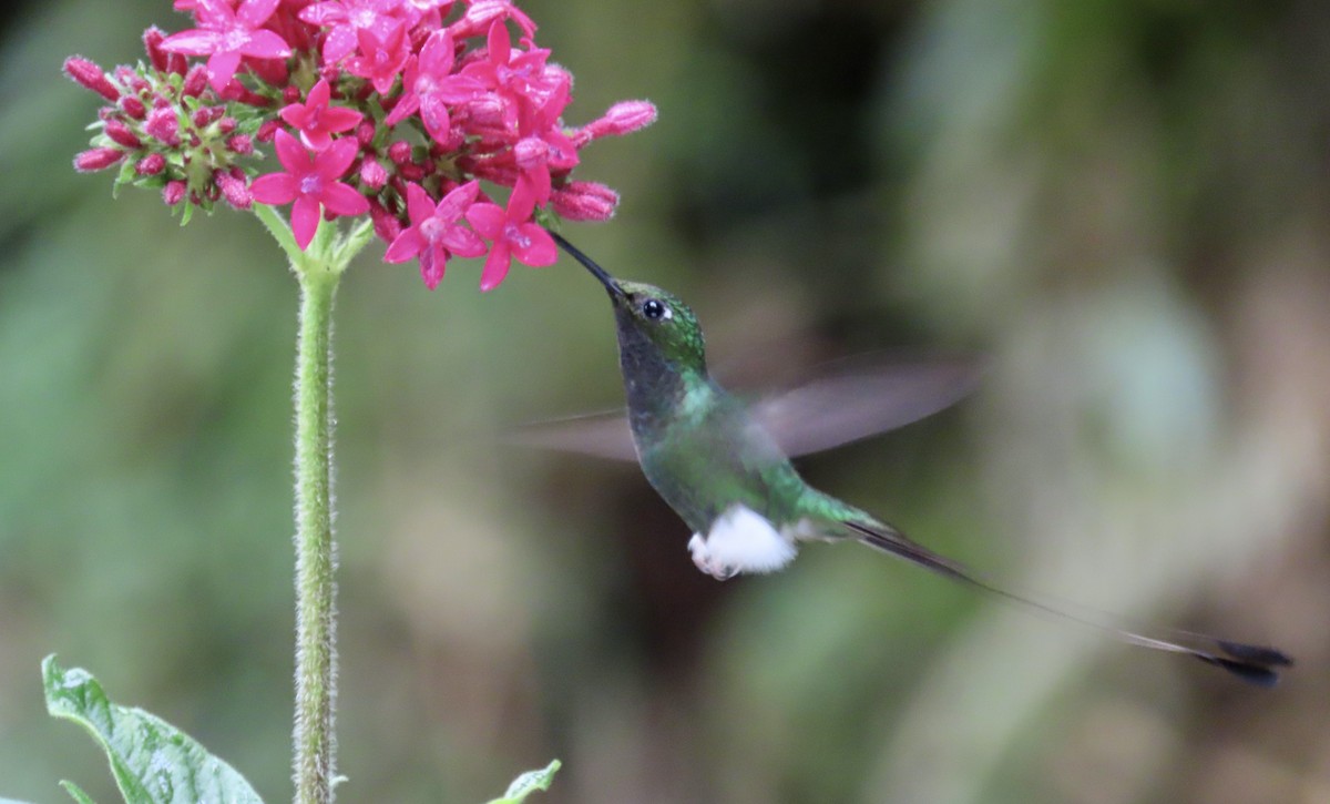 White-booted Racket-tail - ML646428502