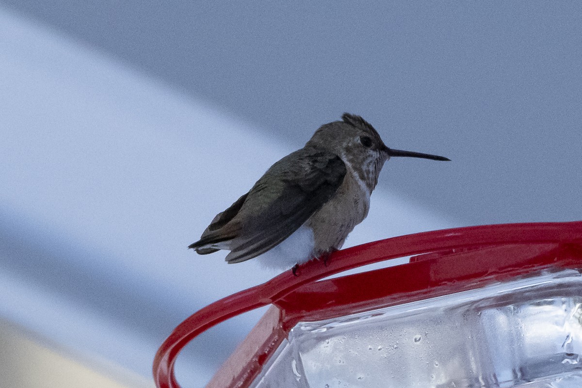 Rufous Hummingbird - ML646428506