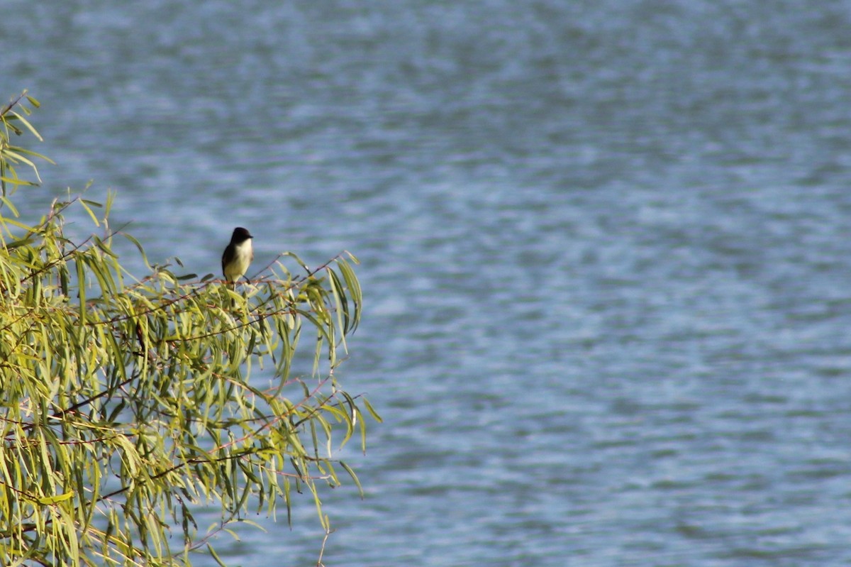 Eastern Phoebe - ML646428508