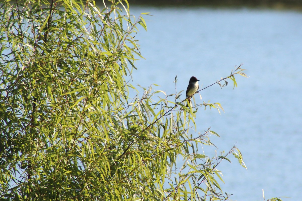 Eastern Phoebe - ML646428509