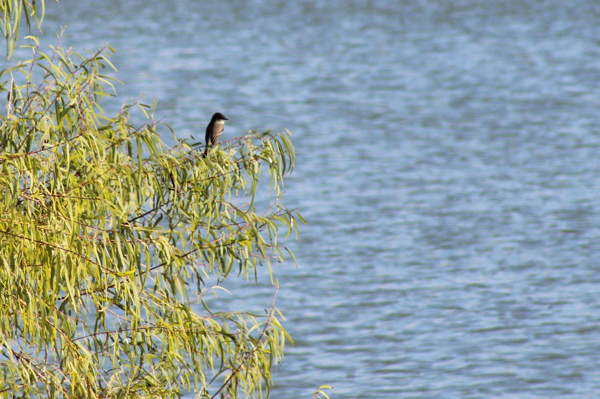 Eastern Phoebe - ML646428510