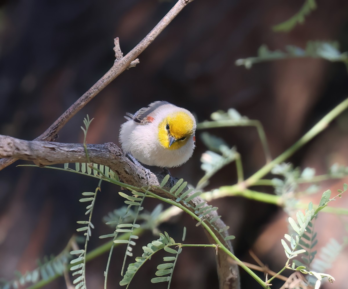 Verdin - ML646428512