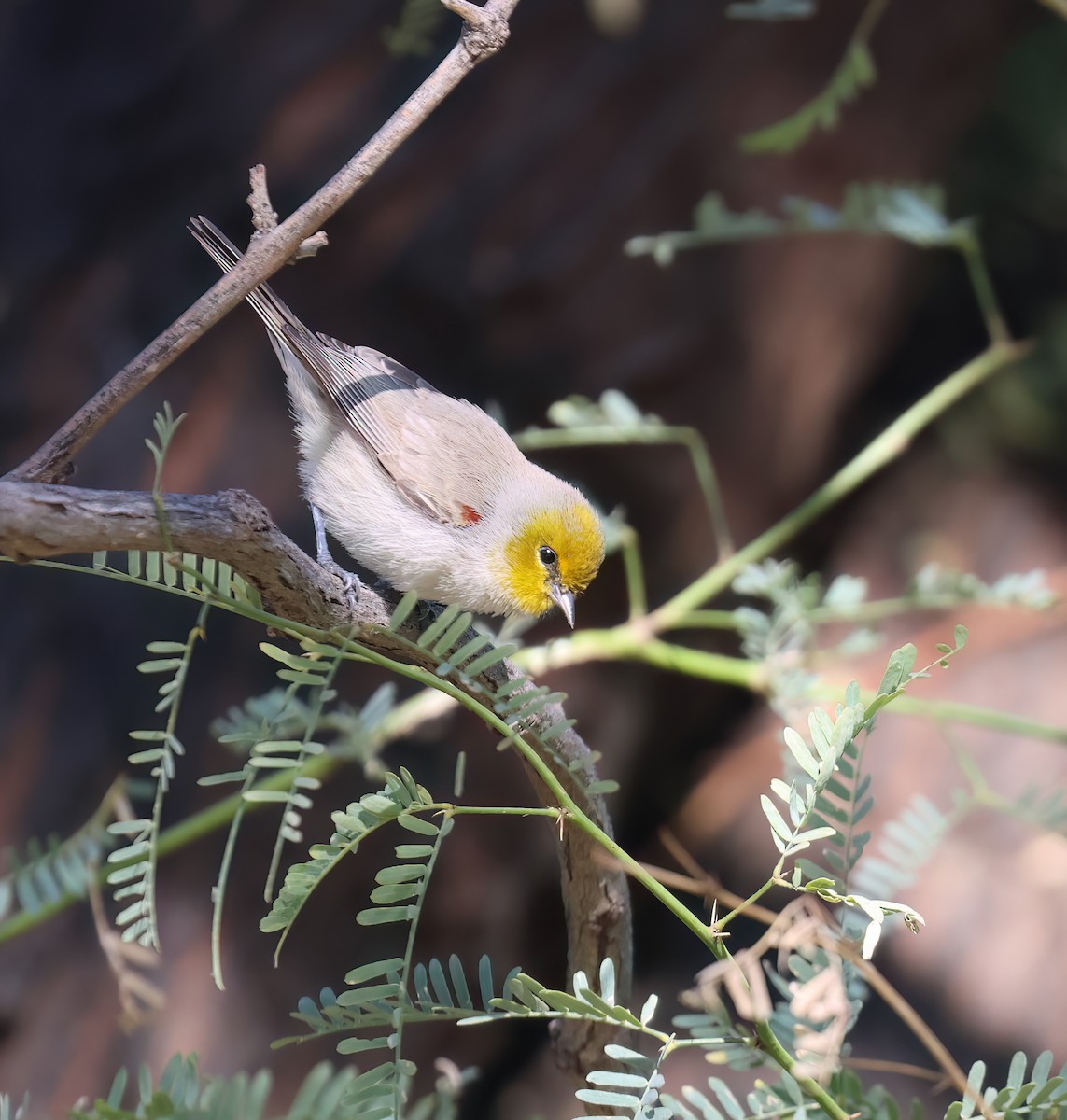 Verdin - ML646428513