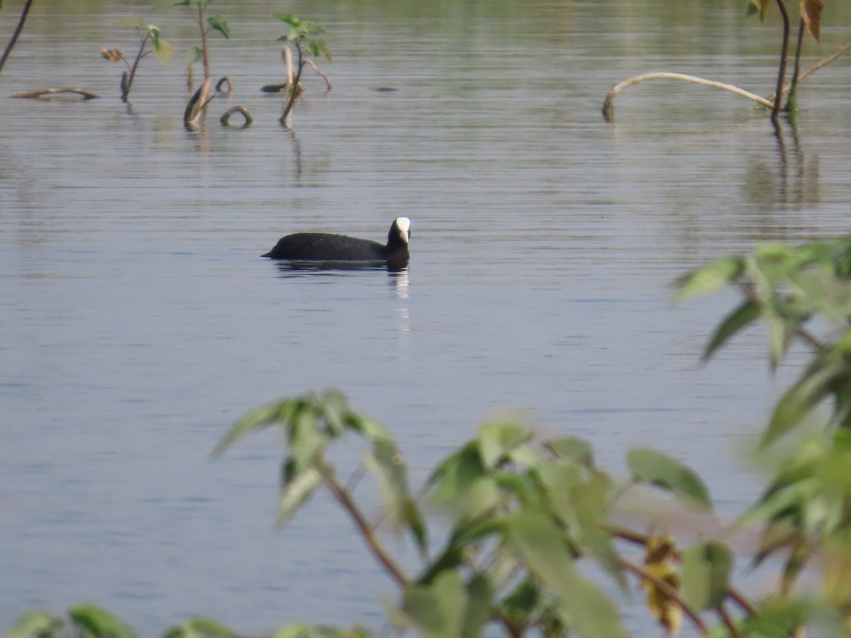 Eurasian Coot - ML646428515