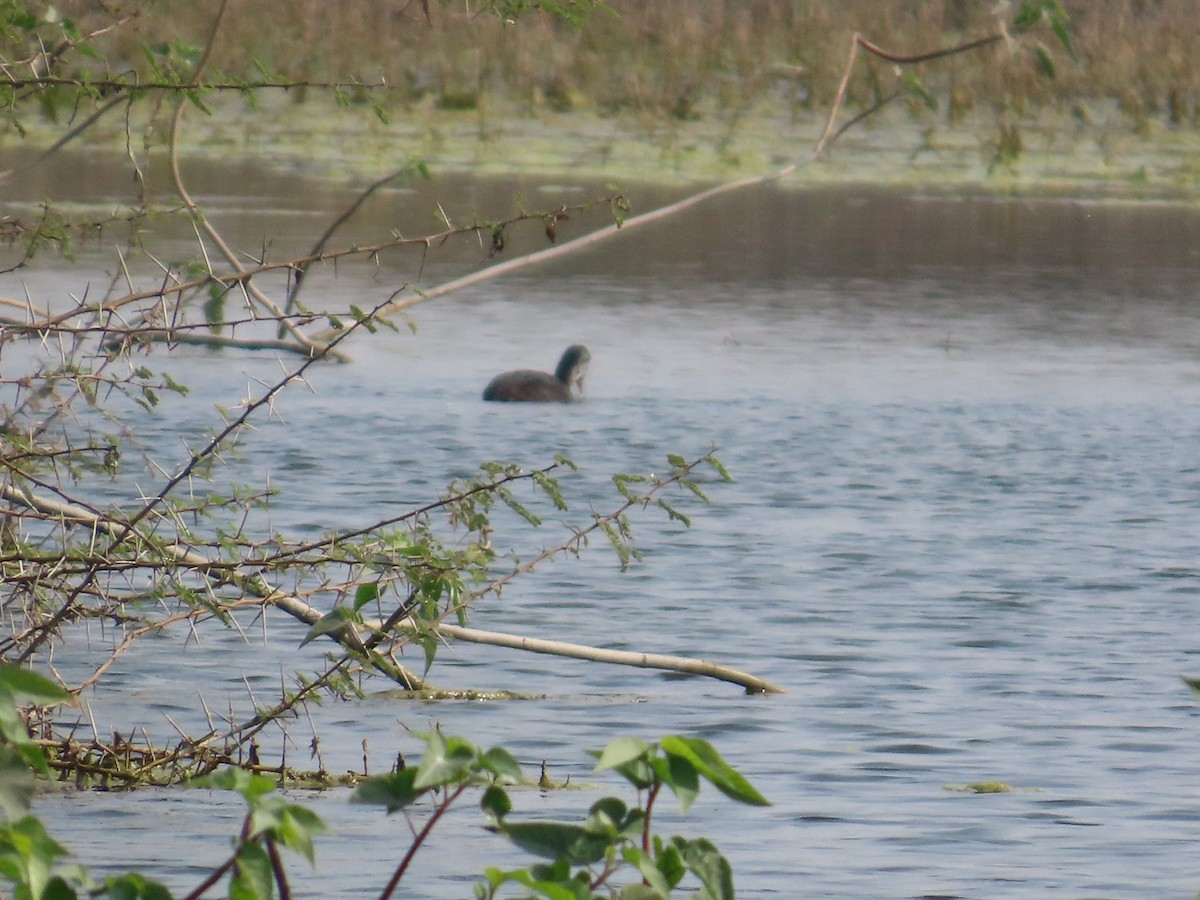 Eurasian Coot - ML646428516