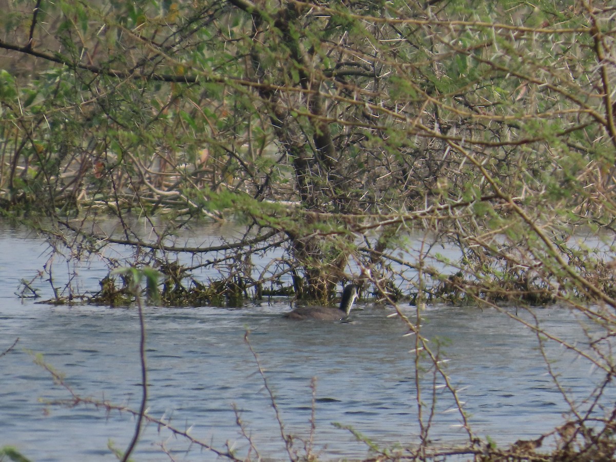 Eurasian Coot - ML646428518