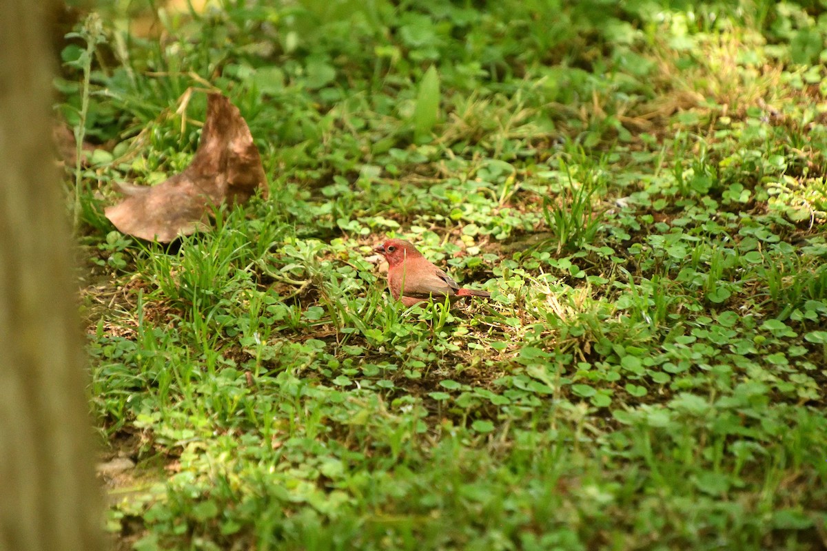 Red-billed Firefinch - ML646428519