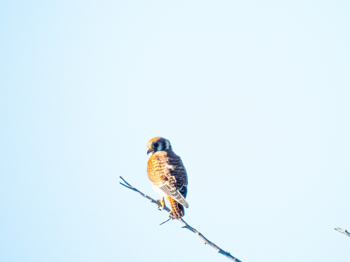 poštolka pestrá - ML646428520