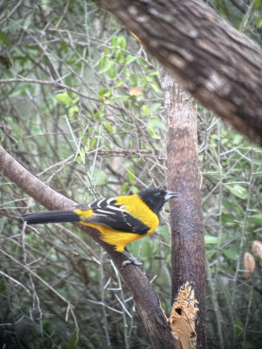 Audubon's Oriole - ML646428521