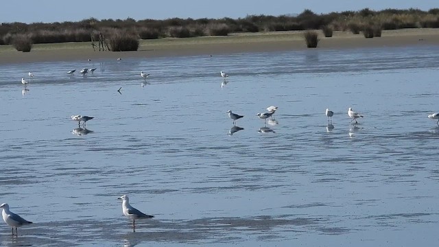 racek australský (ssp. scopulinus) - ML646428522