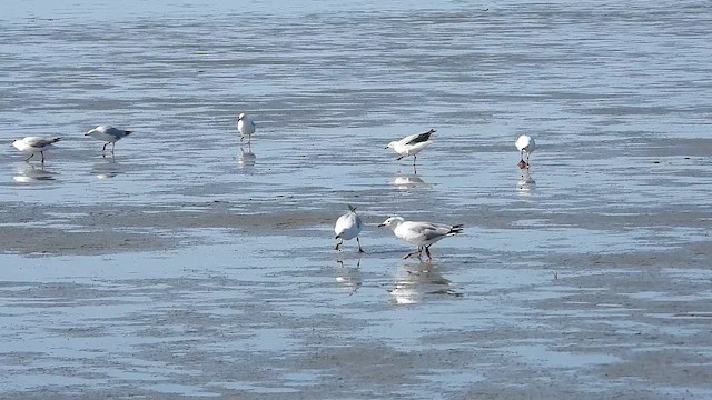 racek australský (ssp. scopulinus) - ML646428523