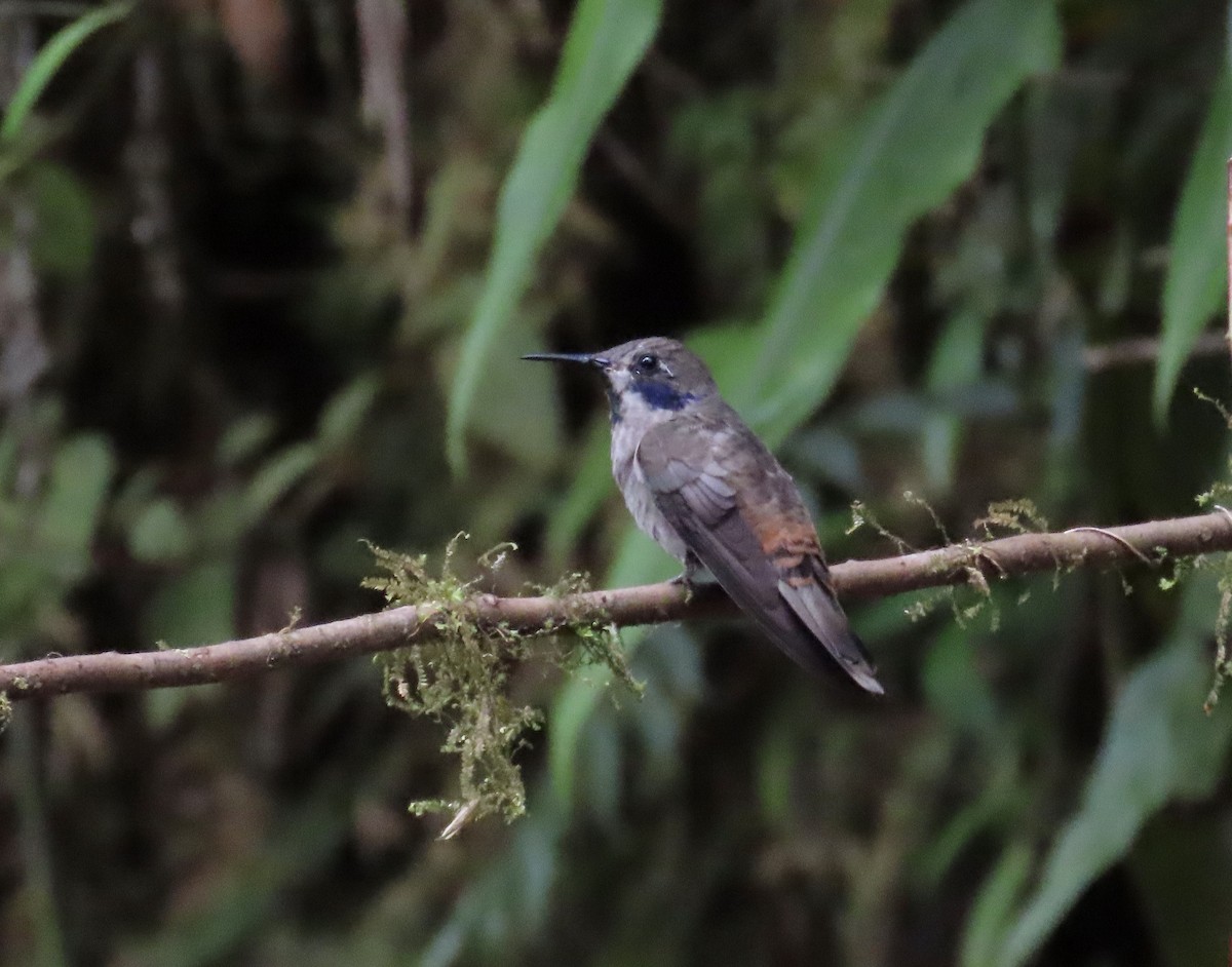 Brown Violetear - ML646428524