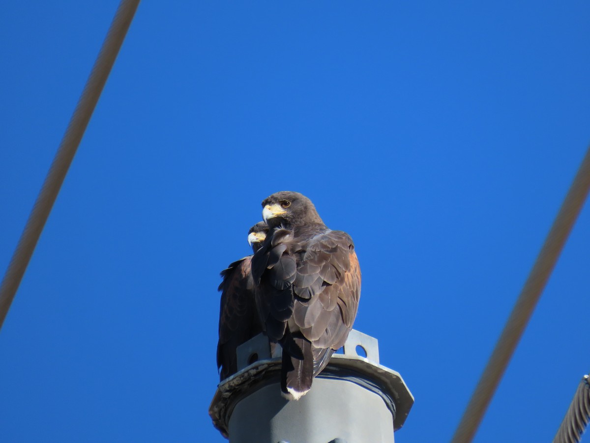 Poiana di Harris - ML646428533