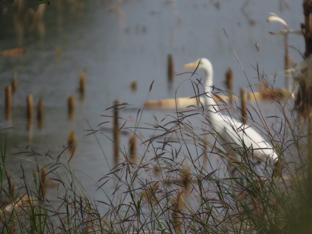 Medium Egret - ML646428534