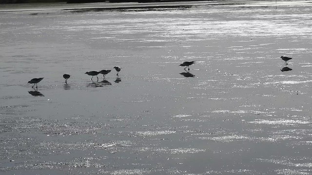 racek australský (ssp. scopulinus) - ML646428535