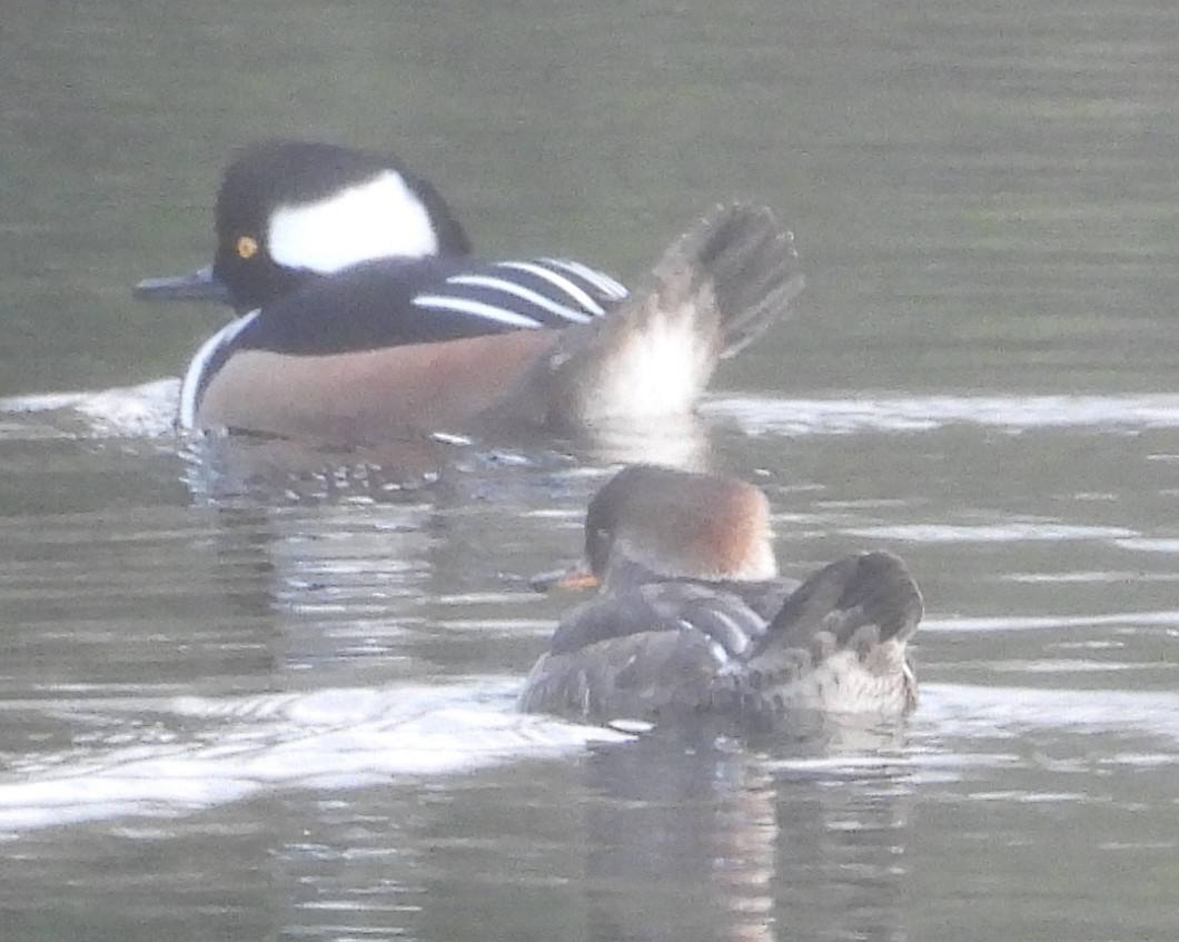 Hooded Merganser - ML646428536