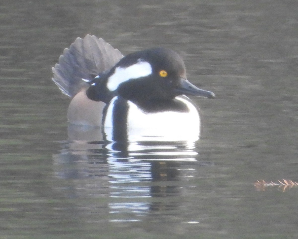 Hooded Merganser - ML646428537