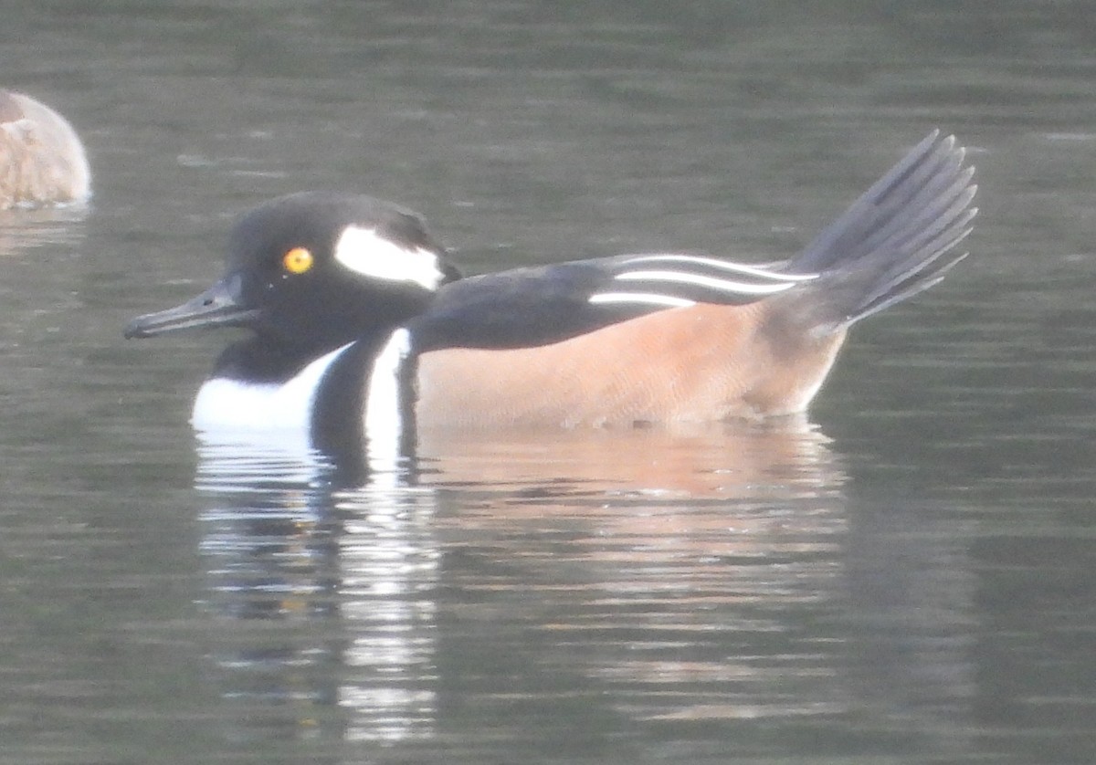 Hooded Merganser - ML646428538