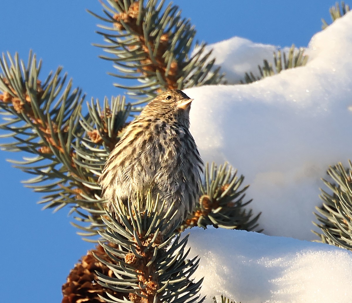 Pine Siskin - ML646428540