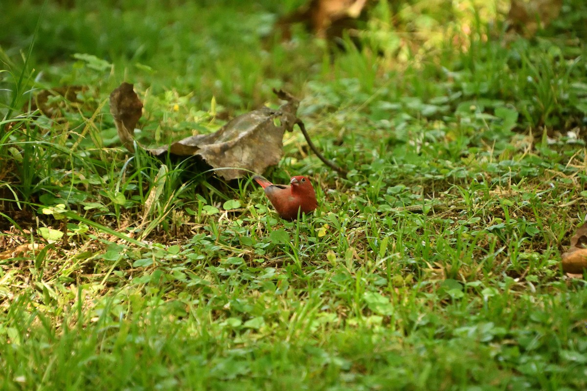 Red-billed Firefinch - ML646428541