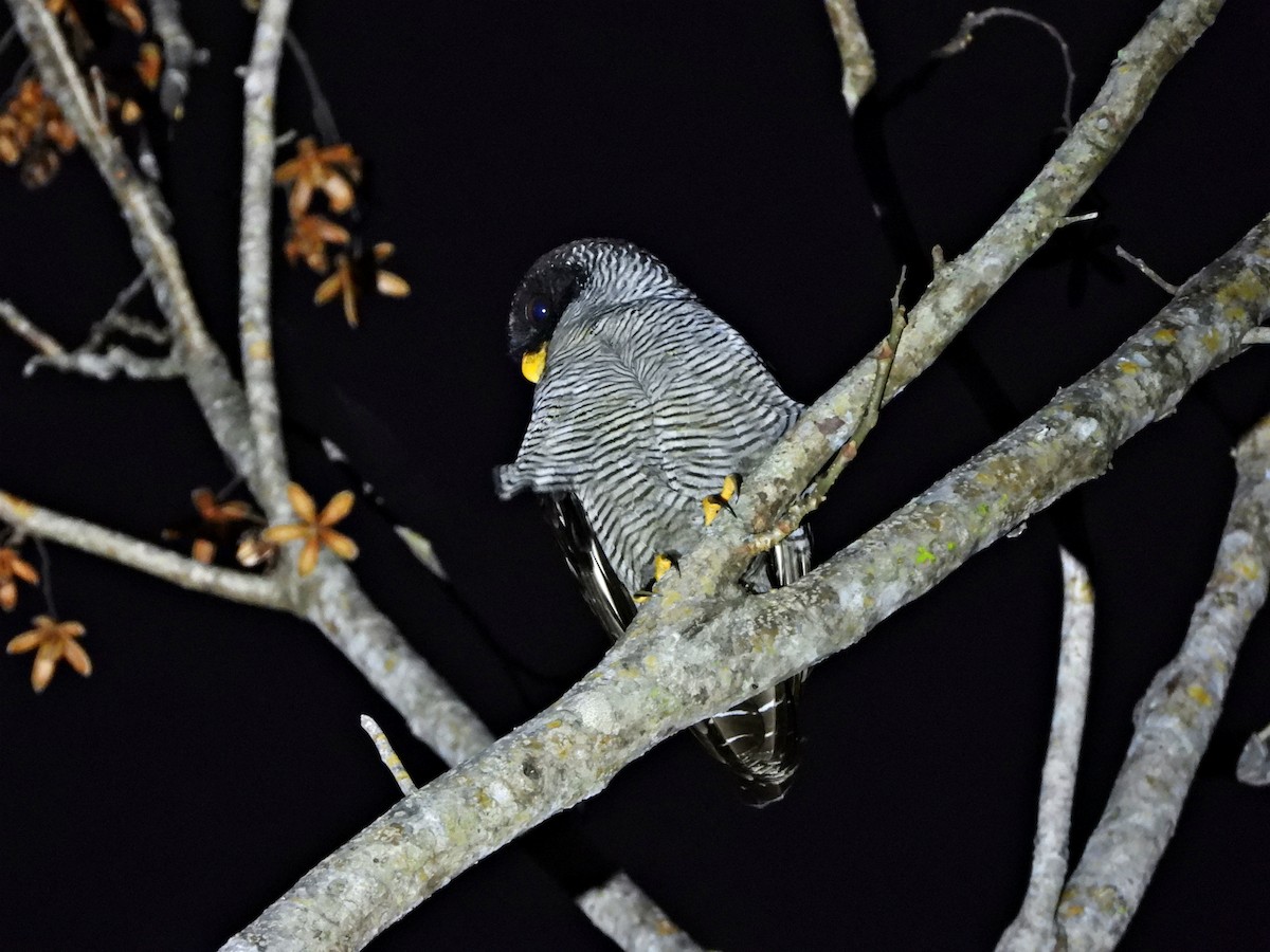 puštík černobílý - ML646428542