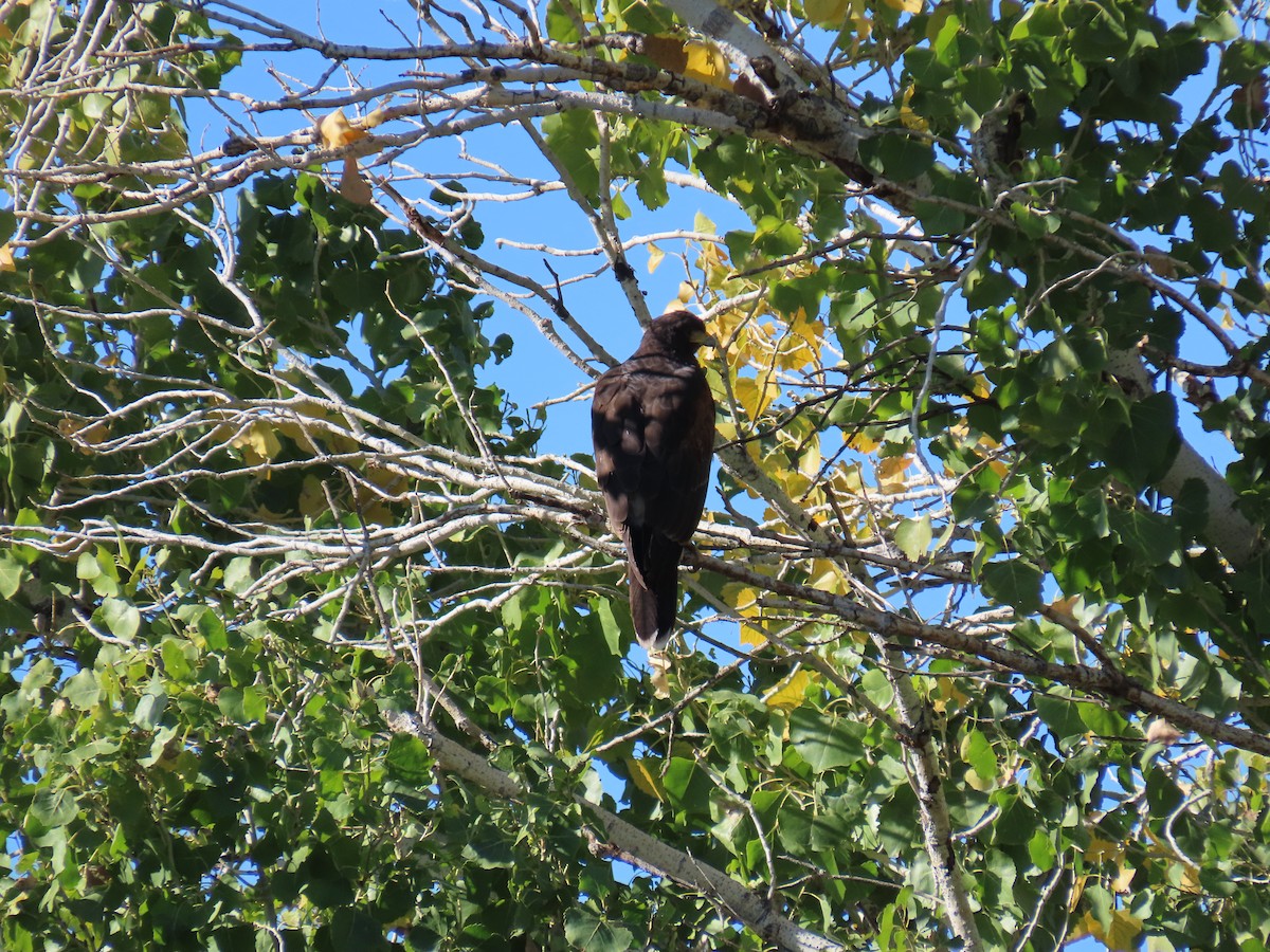 Poiana di Harris - ML646428544