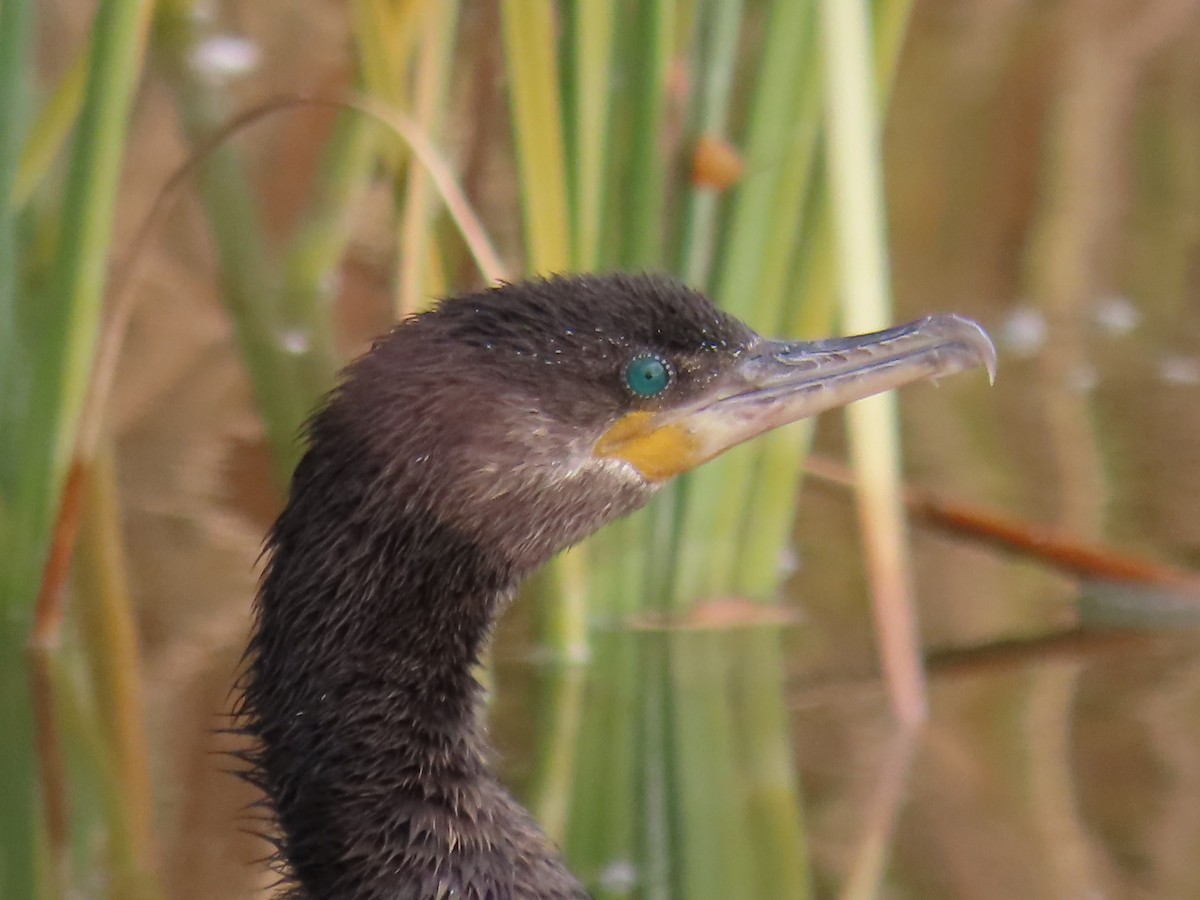 Neotropic Cormorant - ML646428548