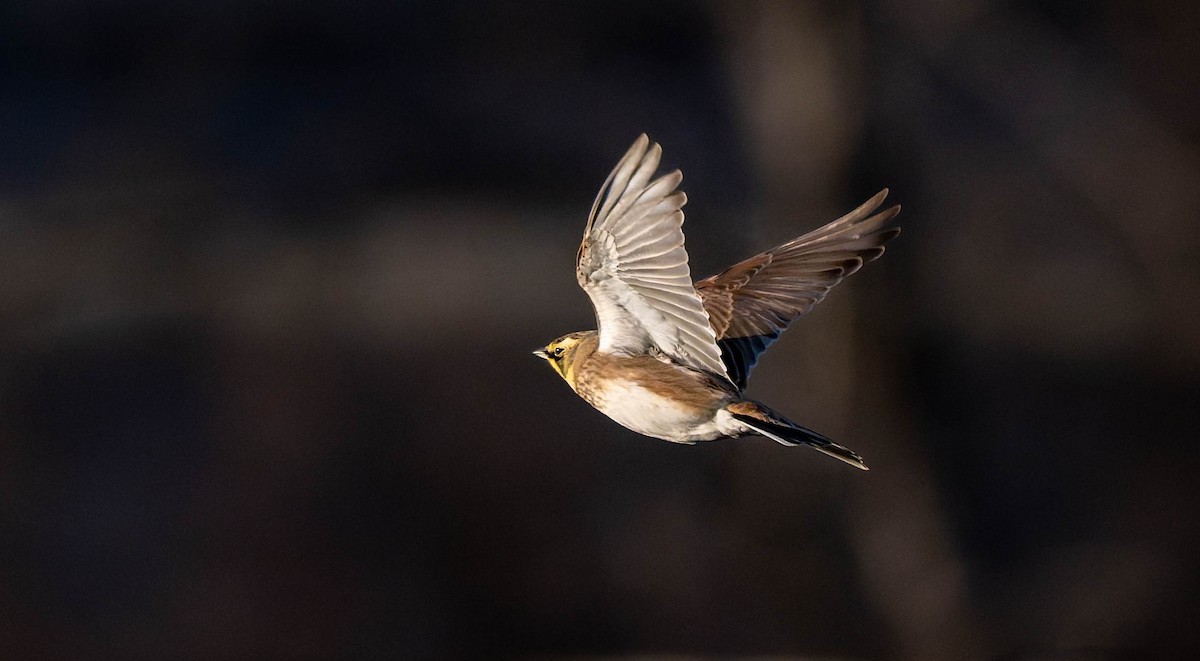 skřivan ouškatý - ML646428549