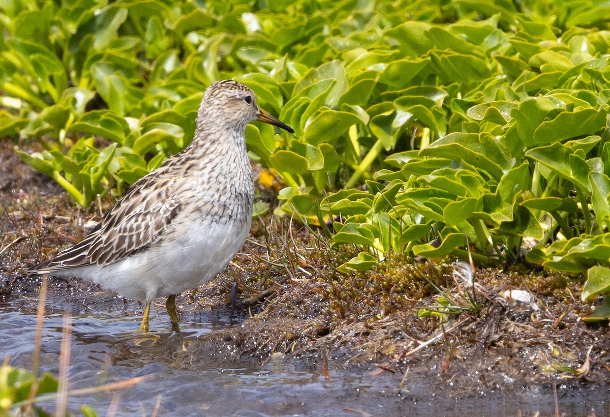Pectoral Sandpiper - ML646428550