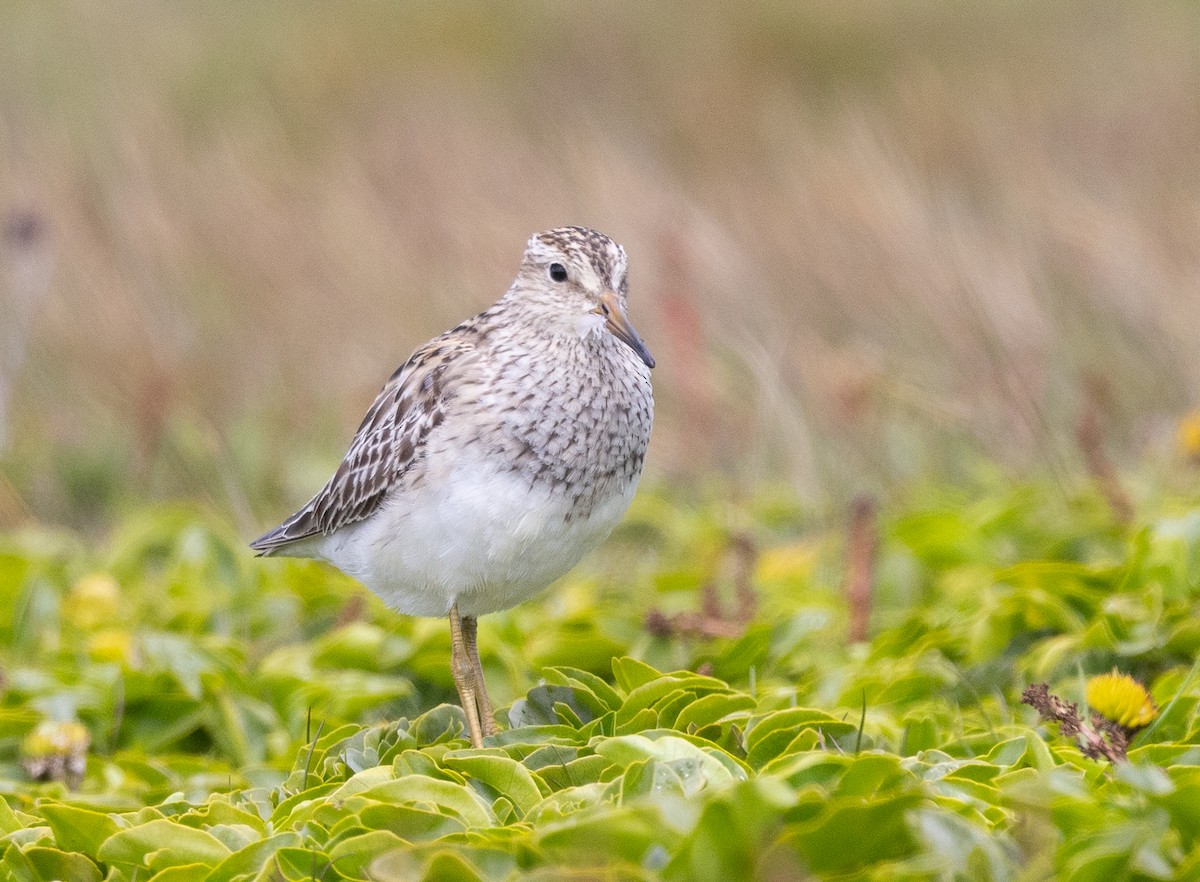 Pectoral Sandpiper - ML646428551