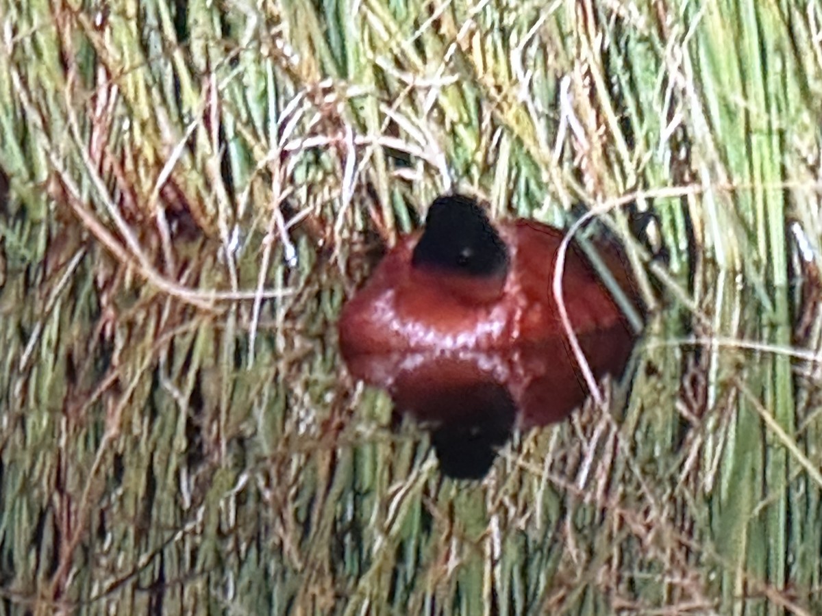 Andean Duck - ML646428552