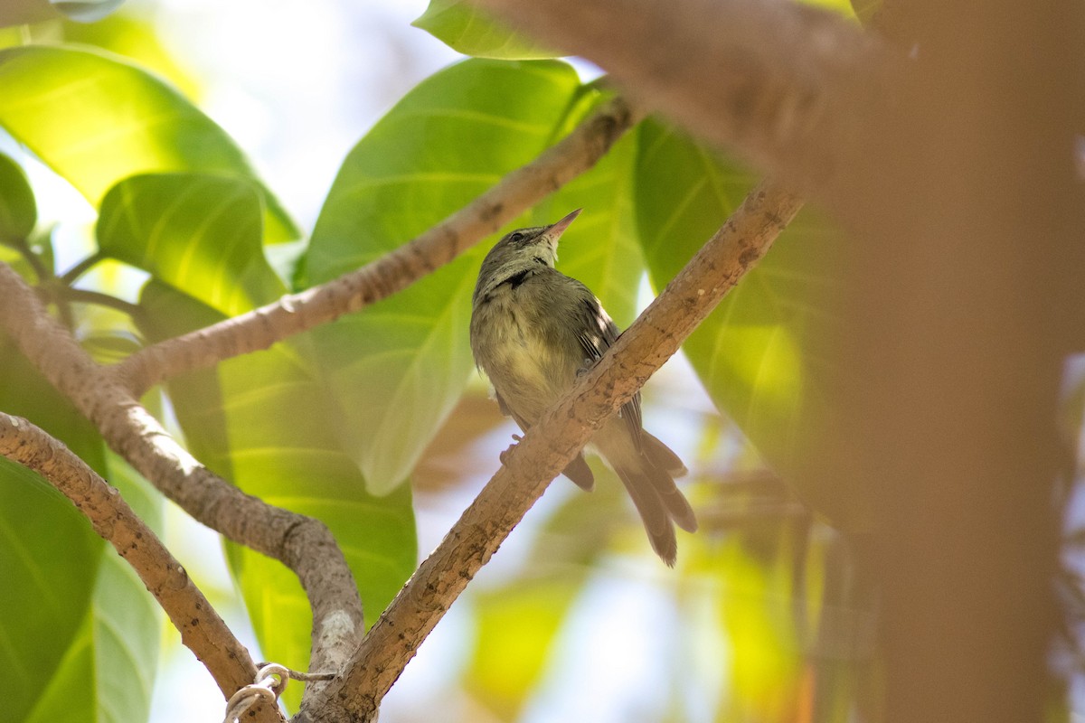 Seychelles Warbler - ML646428553