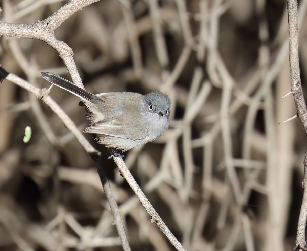 Black-tailed Gnatcatcher - ML646428554
