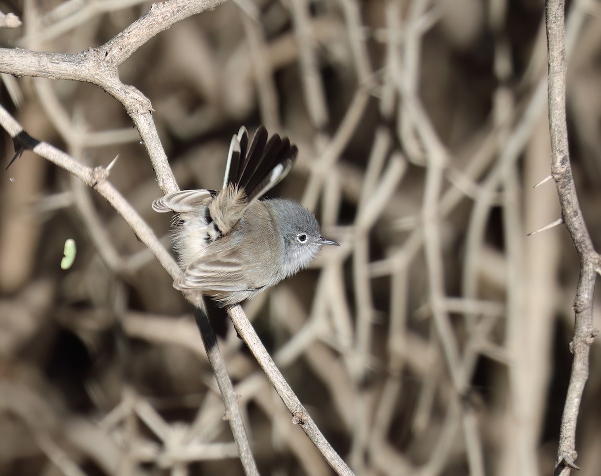 Black-tailed Gnatcatcher - ML646428555