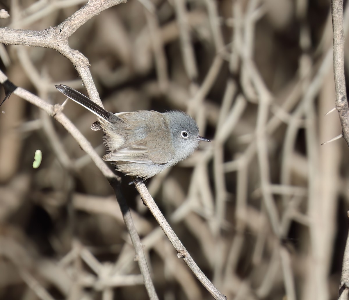 Black-tailed Gnatcatcher - ML646428556