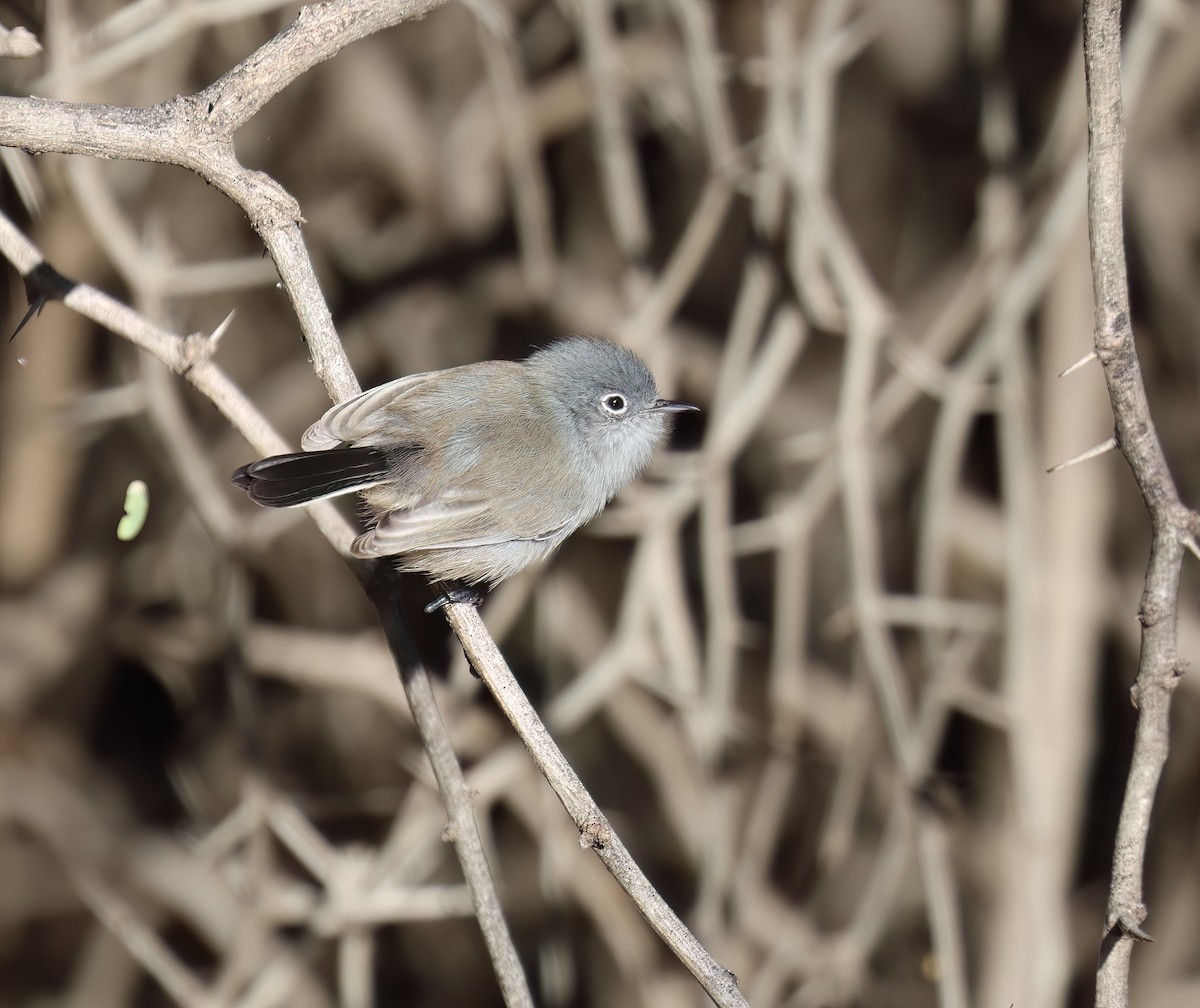 Black-tailed Gnatcatcher - ML646428557