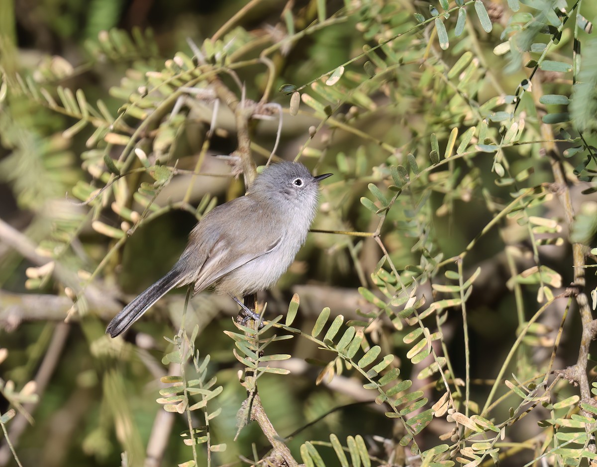 Black-tailed Gnatcatcher - ML646428558
