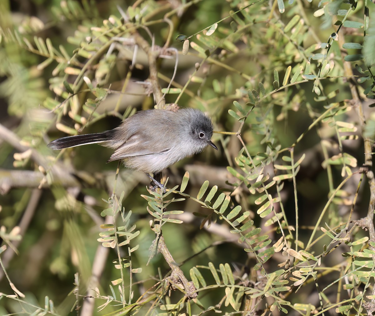 Black-tailed Gnatcatcher - ML646428560
