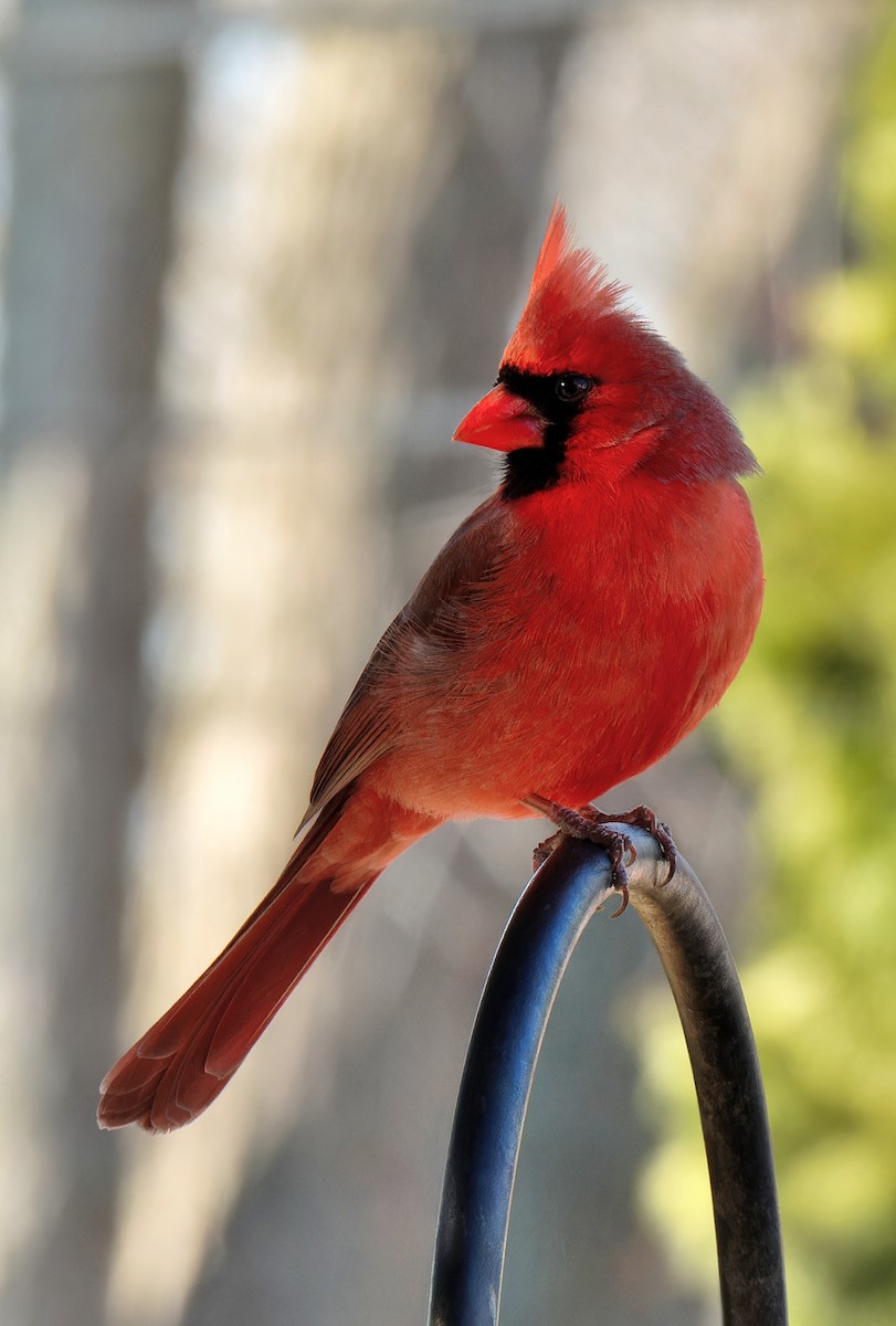 Northern Cardinal - ML646428566