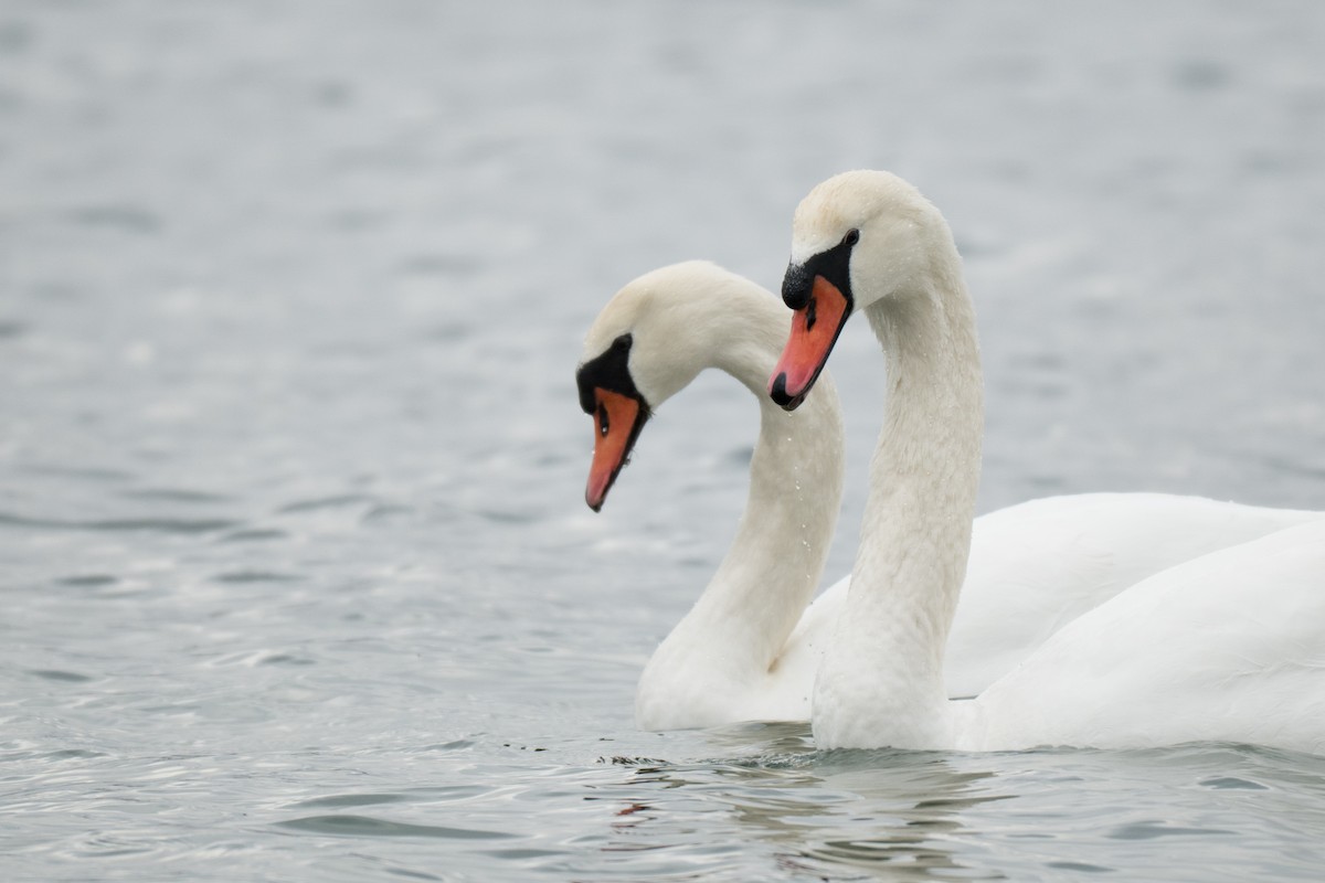 Mute Swan - ML646428567