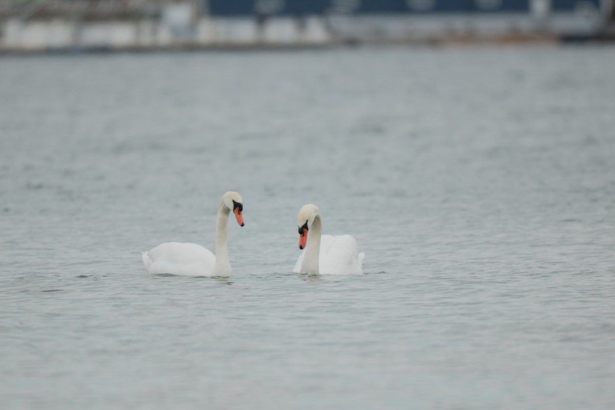 Mute Swan - ML646428568