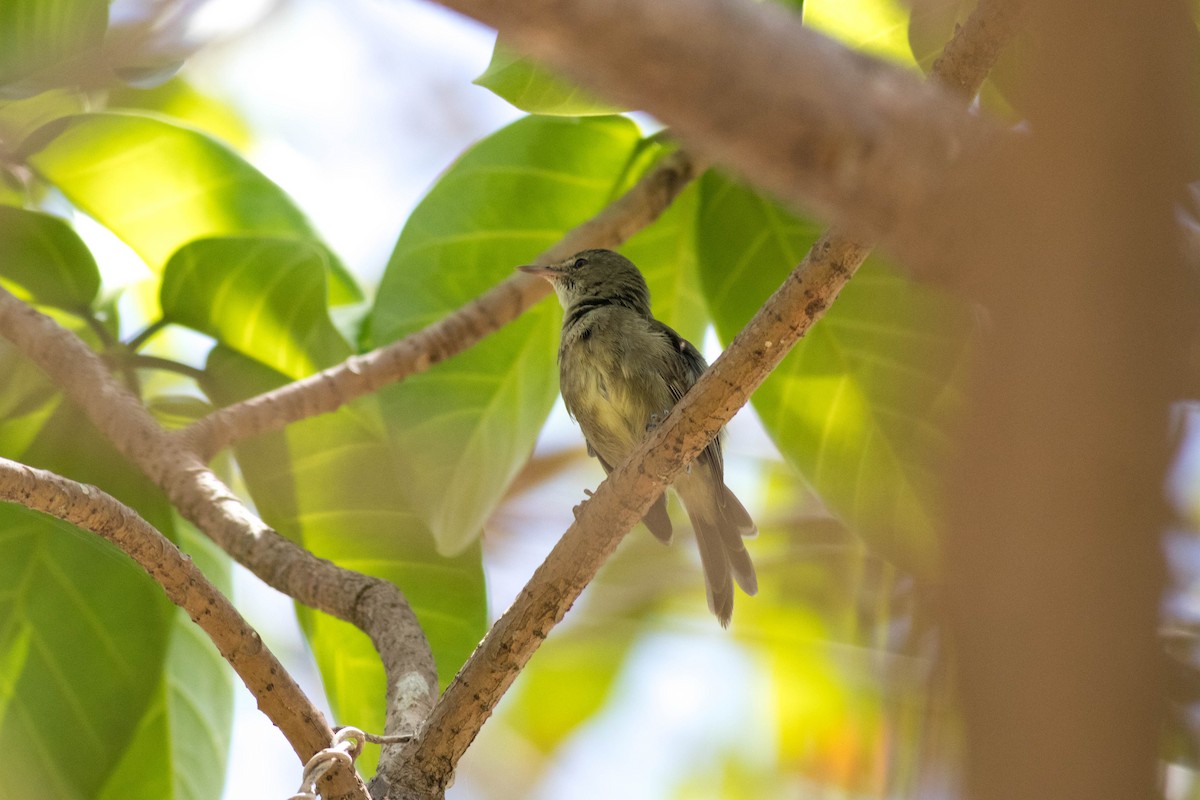 Seychelles Warbler - ML646428570