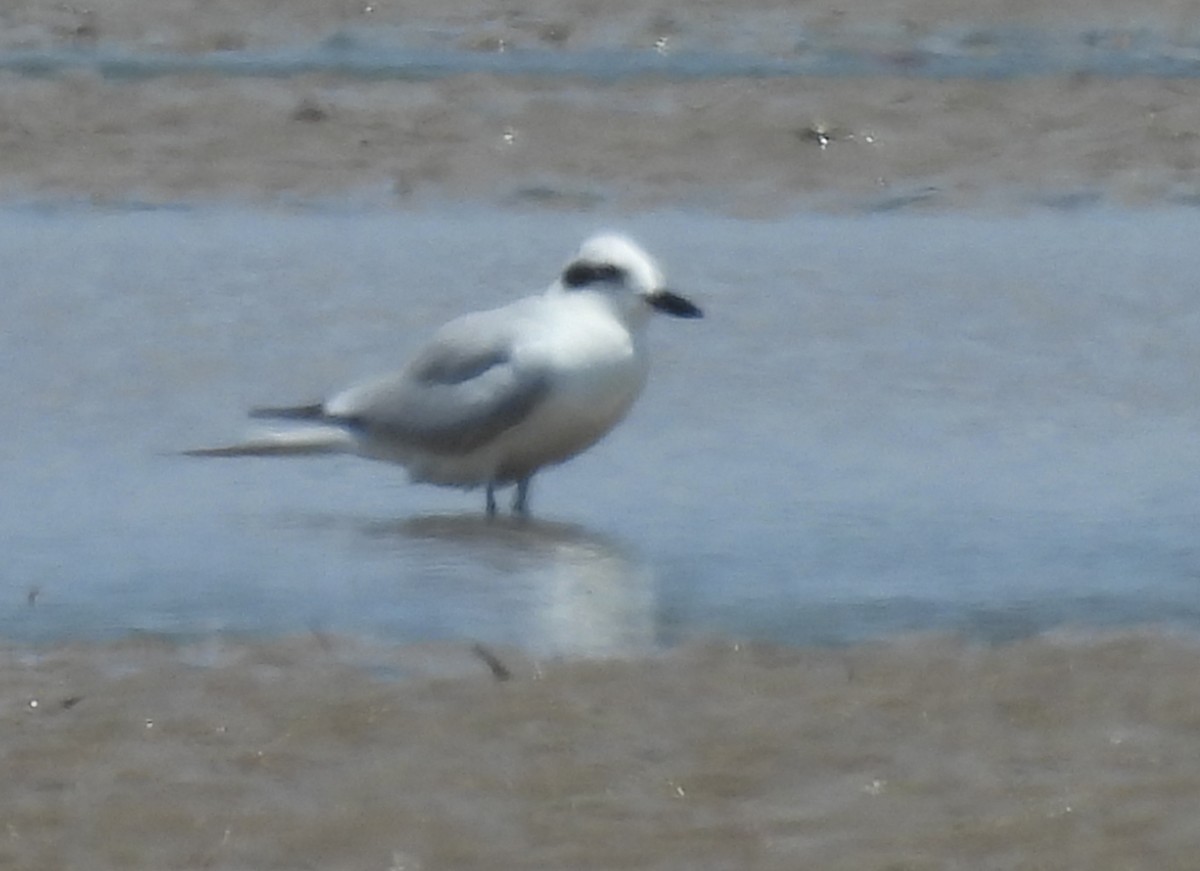 Gull-billed Tern - ML646428571