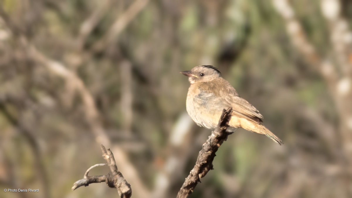 Crested Bellbird - ML646428575