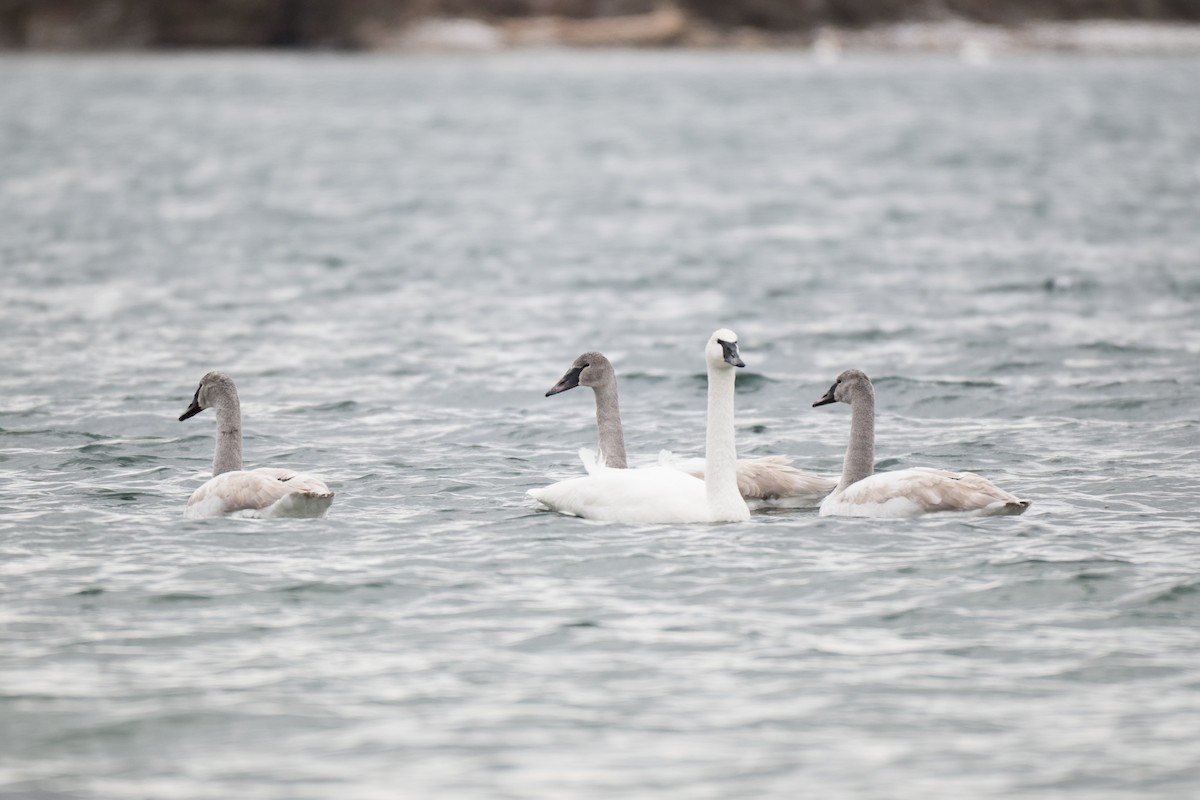 Trumpeter Swan - ML646428581