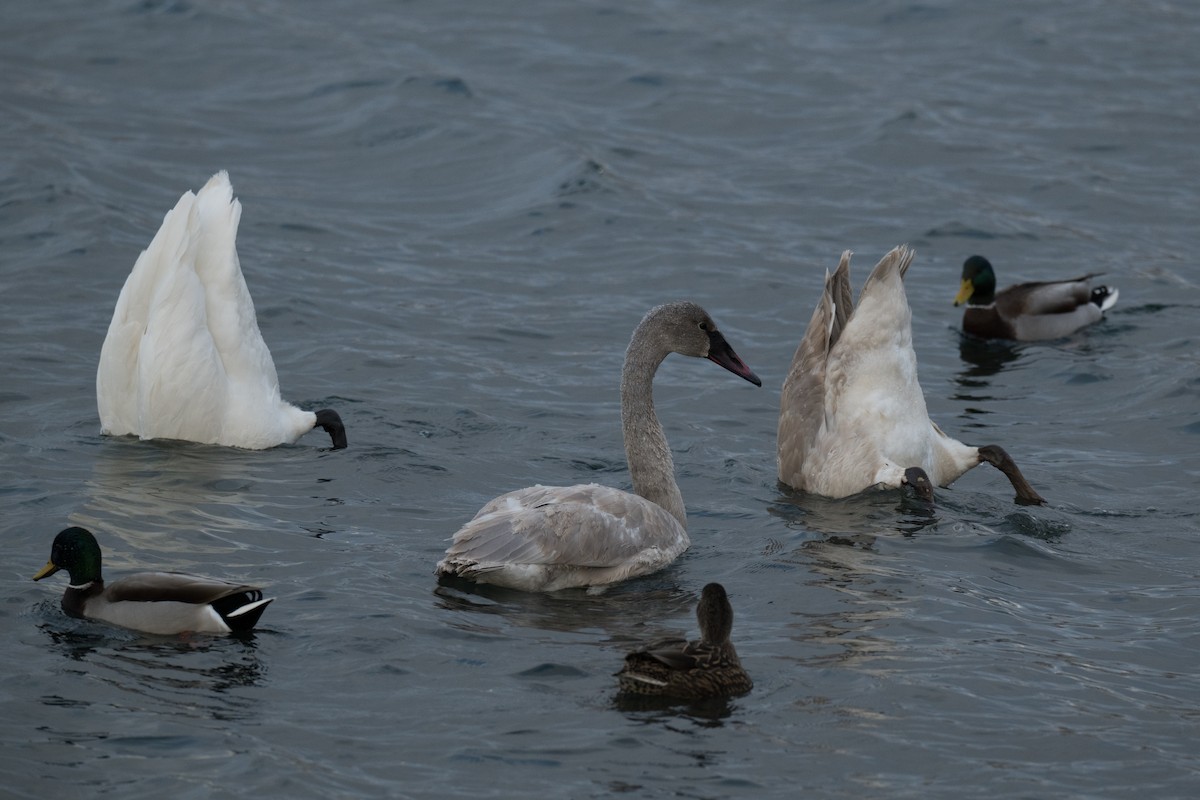 Trumpeter Swan - ML646428582