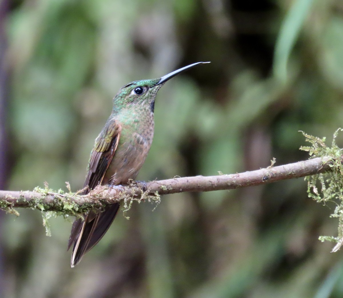 チャムネテリハチドリ - ML646428590