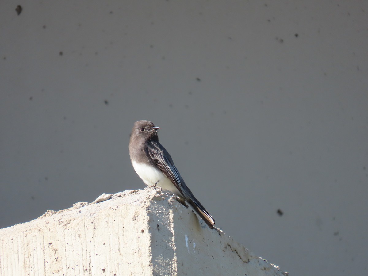 Black Phoebe - ML646428591